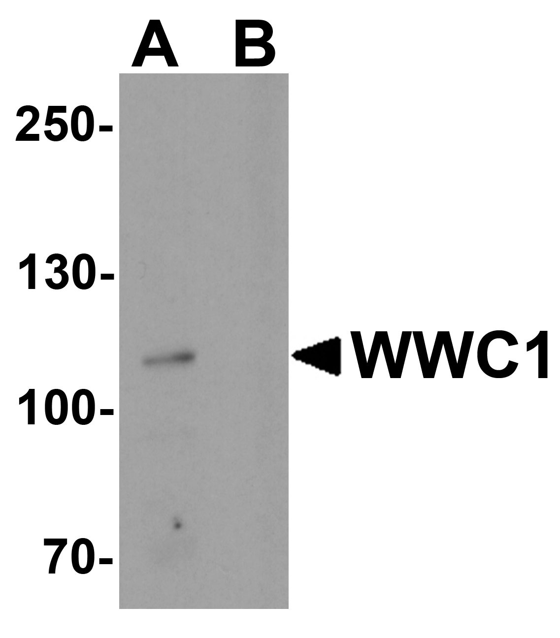 WWC1 Antibody