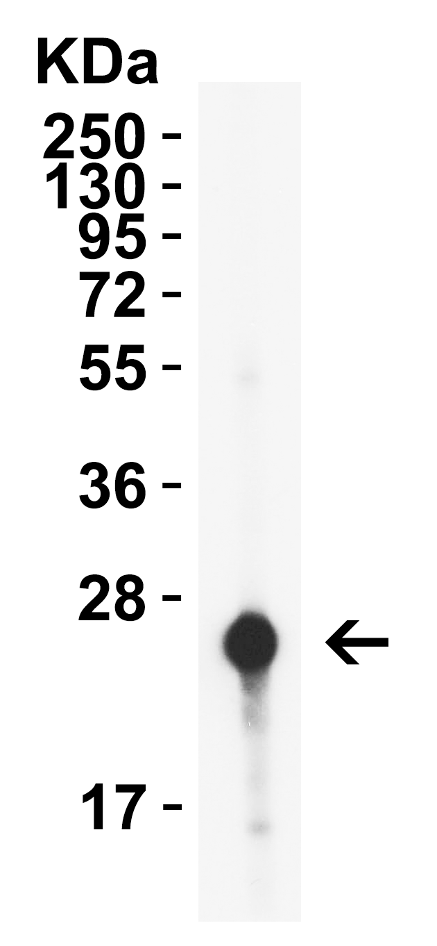 HIV-1 p24 Antibody [10A2] (biotin)