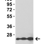 <strong>Figure 3 WB Validation of HIV-1 p24 Protein with HIV-1 p24 Antibodies </strong><br>Loading: 5 ng, 10 ng and 25 ng of HIV-1 p24 protein. Detection Antibodies: HIV-1 p24 antibody, PM-6335, 0.5 μg/mL, incubate at RT for 1 hr.Secondary Antibodies: Goat anti-mouse HRP at 1:5,000, incubate at RT for 1 hr.
