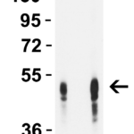 <strong>Figure 1   WB Validation of DC-SIGN in Human Lymph Node</strong><br> Loading: 10 µg of lysate per lane.Antibodies: DC-SIGN PM-2347,  1ug/ml, 1h incubation at RT in 5% NFDM/TBST.Secondary: Goat anti-mouse IgG HRP conjugate at 1:5000 dilution.Lane 1: 1 ug/mLLane 2: 2 ug/mL