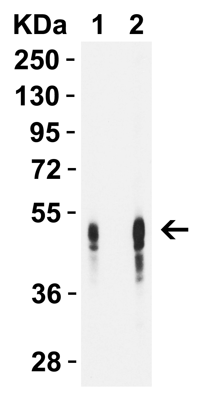DC-SIGN Antibody [5D7]