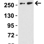 <strong> WB Validation of DNAJC13 with Mouse Samples </strong><br>Loading: 15 μg of lysate per lane.Detection Antibodies: DNAJC13, 8109, 1 μg/mL, 1 h incubation at RT in 5% NFDM/TBST.Secondary: Goat anti-rabbit IgG HRP conjugate at 1:10,000 dilution, incubated at RT for 1 hr.