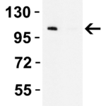 <strong>WB Validation  in 293 Cells</strong><br> Loading: 10 µg of cell lysate Antibodies:  LZTR2 5623-1001,  0.5 ug/ml, 1 h incubation at RT in 5% NFDM/TBST.Secondary: Goat Anti-Rabbit IgG HRP conjugate at 1:10000 dilution.Exposure: 10 secLane 1: In the absence of peptide blockingLane 2: In the presence of peptide blocking