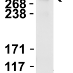 <strong>WB Validation  in Mouse Skeletal Muscle</strong><br>Loading: 15 µg of mouse skeletal muscle lysate Antibodies:  PIEZO2 8613-1701, 2 µg/mL , 1 h incubation at RT in 5% NFDM/TBST.Secondary: Goat Anti-Rabbit IgG HRP conjugate at 1:10000 dilution.Exposure: 30 min