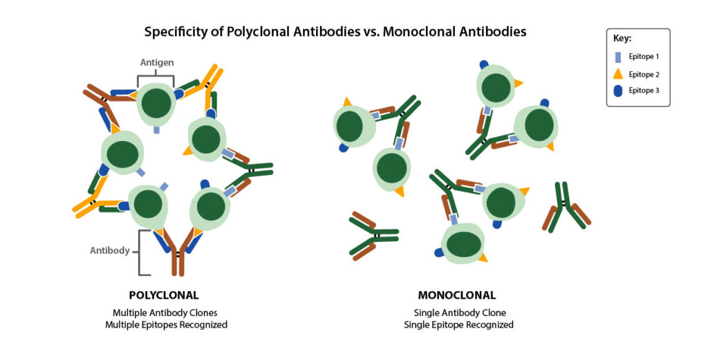 Enhance your Research with ProSci’s Polyclonal Antibody Services