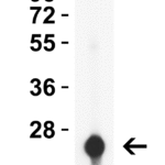 <strong>Figure 1 Western Blot Validation with HIV-1 p24 Protein </strong><br>Loading: 30 ng HIV-1 p24 recombinant protein.  Antibodies: HIV-1 p24, PM-7371, 0.5 μg/mL, 1h incubation at RT in 5% NFDM/TBST.   Secondary: Goat anti-mouse IgG HRP conjugate at 1:5,000 dilution.