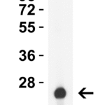 <strong>Figure 1 Western Blot Validation with HIV-1 p24 Protein </strong><br>Loading: 30 ng HIV-1 p24 recombinant protein.  Antibodies: HIV-1 p24, PM-7365, 0.5 μg/mL, 1h incubation at RT in 5% NFDM/TBST.   Secondary: Goat anti-mouse IgG HRP conjugate at 1:5,000 dilution.