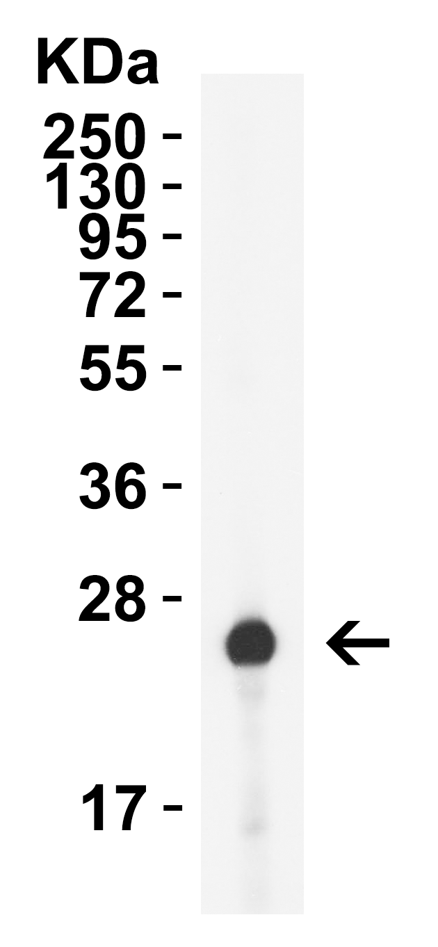 HIV-1 p24 Antibody [2C2C12] (HRP)
