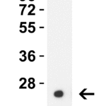 <strong>Figure 1 Western Blot Validation with HIV-1 p24 Protein </strong><br>Loading: 30 ng HIV-1 p24 recombinant protein.  Antibodies: HIV-1 p24, PM-6331, 0.5 μg/mL, 1h incubation at RT in 5% NFDM/TBST.   Secondary: Goat anti-mouse IgG HRP conjugate at 1:5,000 dilution.