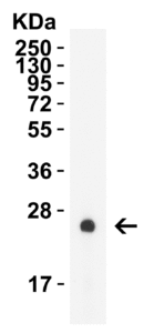 HIV-1 p24 Antibody [8D7E11] (HRP)