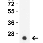 <strong>Figure 1 Western Blot Validation with HIV-1 p24 Protein </strong><br>Loading: 30 ng HIV-1 p24 recombinant protein.  Antibodies: HIV-1 p24, PM-7367, 0.5 μg/mL, 1h incubation at RT in 5% NFDM/TBST.   Secondary: Goat anti-mouse IgG HRP conjugate at 1:5,000 dilution.