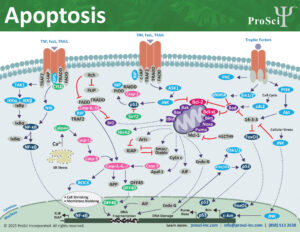 Apoptosis pathway | apoptosis related products from ProSci