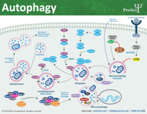 Autophagy research reagents - pathway - ProSci research reagents