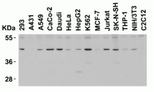 ProSci PD-1 Antibody (ProSci Cat #: 4065, Genesee Cat #: GS1-681) Western Blot Validation in Human and Mouse Cell Lines