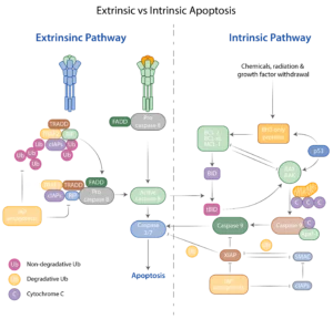 Apoptosis occurs via the extrinsic and intrinsic pathways