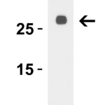 <strong>Figure 1 WB Validation  of LpxT in E. coli </strong><br>Loading: 15 μg of lysate Antibodies:  LpxT 10051, 0.5 μg/mL , 1 h incubation at RT in 5% NFDM/TBST. Secondary: Goat Anti-Rabbit IgG HRP conjugate at 1:10000 dilution.