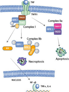 RIPK1's influence on apoptosis vs. necroptosis