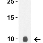 <strong>Figure 1 WB Validation  of rpmB/L28 in E. coli </strong><br>Loading: 15 μg of lysate Antibodies:  rpmB/L28 10059, 0.5 μg/mL , 1 h incubation at RT in 15% NFDM/TBST. Secondary: Goat Anti-Rabbit IgG HRP conjugate at 1:10000 dilution.