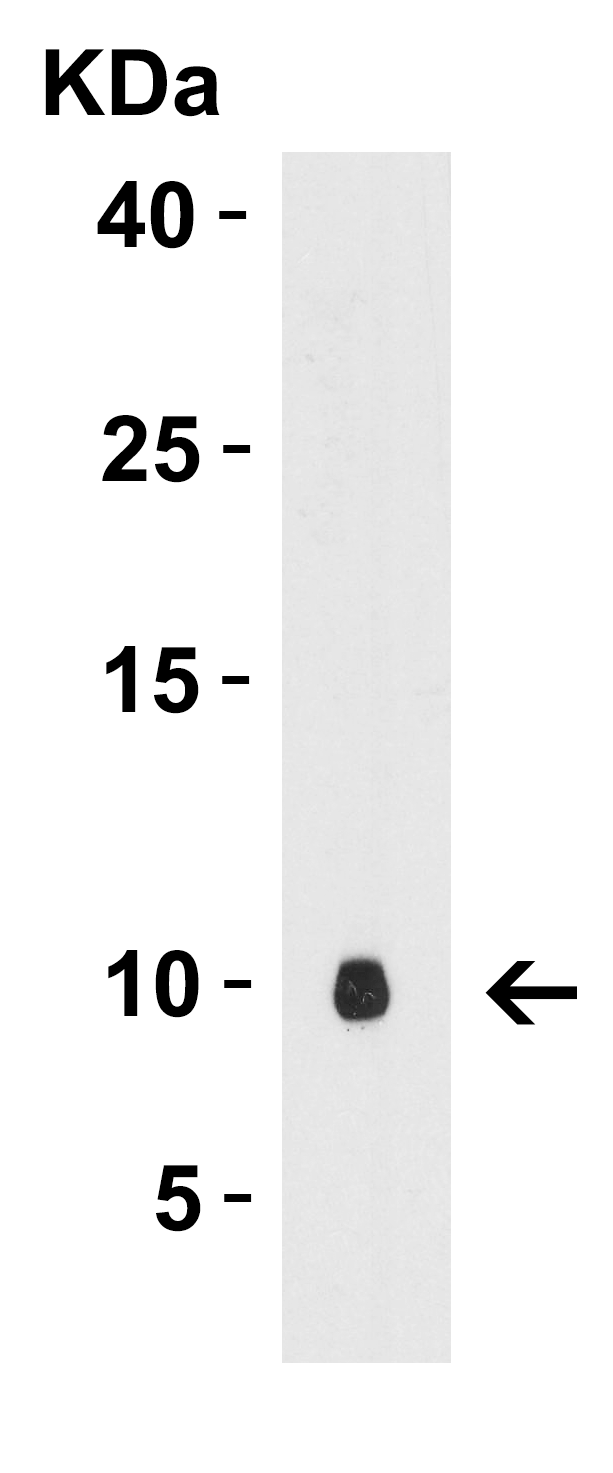 rpmB/L28 Antibody