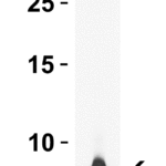 <strong>Figure 1 WB Validation  of rpmH/L34 in E. coli </strong><br>Loading: 15 μg of lysate Antibodies:  rpmH/L34 10063, 0.5 μg/mL , 1 h incubation at RT in 15% NFDM/TBST. Secondary: Goat Anti-Rabbit IgG HRP conjugate at 1:10000 dilution.