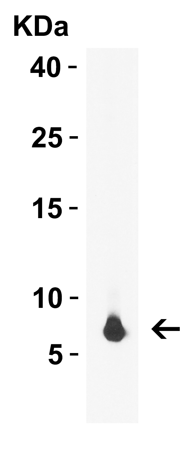 rpmH/L34 Antibody