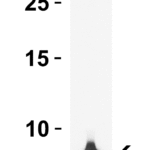<strong>Figure 1 WB Validation  of rpmH/L34 in E. coli </strong><br>Loading: 15 μg of lysate Antibodies:  rpmH/L34 10065, 0.5 μg/mL , 1 h incubation at RT in 15% NFDM/TBST. Secondary: Goat Anti-Rabbit IgG HRP conjugate at 1:10000 dilution.