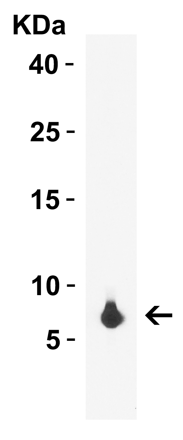 rpmH/L34 Antibody