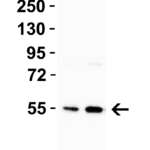 <strong>Figure 3 WB Validation  in Human Cells </strong><br>Loading: 15 μg of cell lysate Antibodies:  CRBN 8115, 1 μg/mL,1 h incubation at RT in 5% NFDM/TBST. Secondary: Goat anti-rabbit IgG HRP conjugate at 1:10000 dilution.