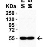 <strong>Figure 4 WB Validation in Mouse Tissues </strong><br>Loading: 15 μg of mouse tissue lysate Antibodies:  CRBN 8115, 0.5 μg/mL , 1 h incubation at RT in 5% NFDM/TBST. Secondary: Goat anti-rabbit IgG HRP conjugate at 1:10000 dilution.