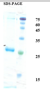 Interleukin 6 Recombinant Protein