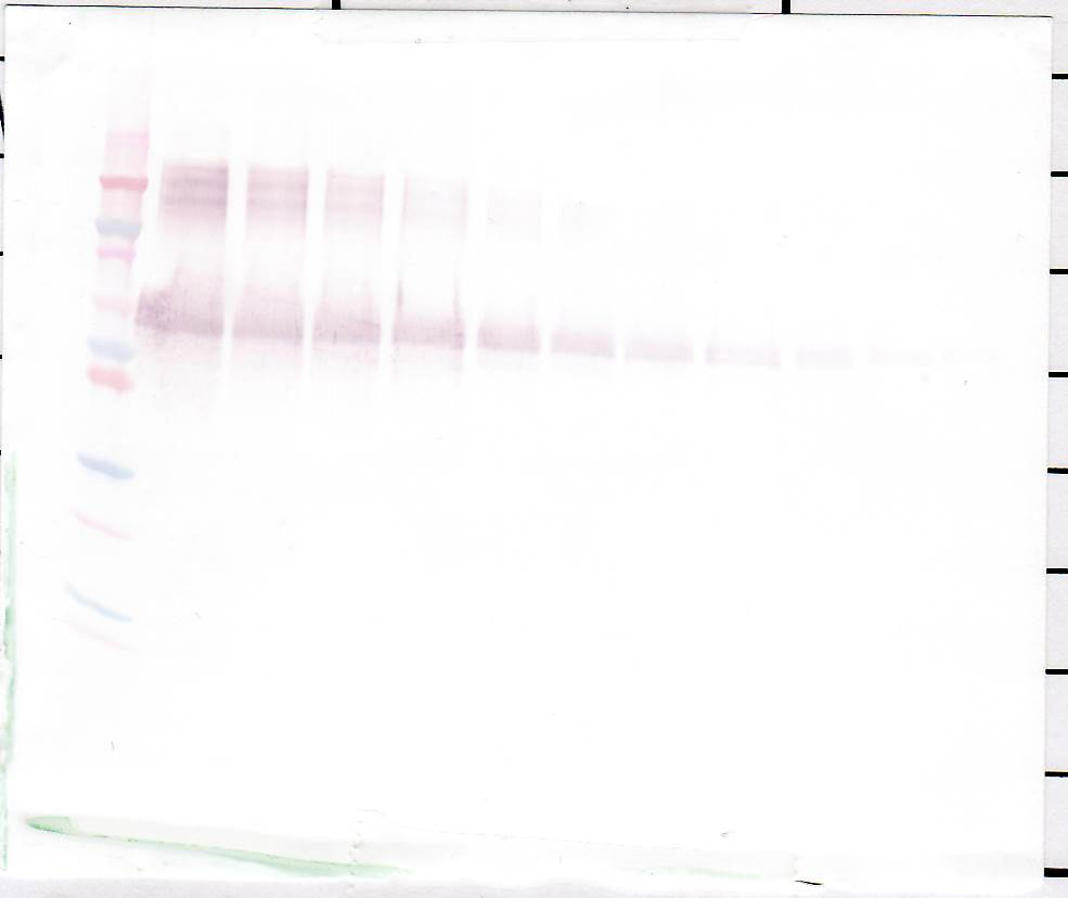 Osteopontin Antibody