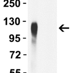 <strong>Figure 2 WB Validation of of Delta Variant Spike Antibodies with SARS-CoV-2 Delta Variant Spike S1 Protein </strong><br>Loading: 50 ng of SARS-CoV-2 spike S1 proteins, including WT and Delta variant (B.1.617.2).Detection Antibodies: SARS-CoV-2 Delta Variant Spike antibody, 9463, 1 μg/mL, incubated at RT for 1 hr.Secondary Antibodies: Goat anti-rabbit HRP at 1:20,000, incubated at RT for 1 hr.<strong>SARS-CoV-2 Delta Variant Spike antibody (9463) specifically detects Delta variant spike S1 protein, but not WT spike S1 protein (10-300). </strong>