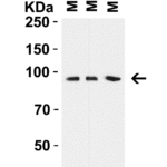 <strong>Figure 3 WB Validation in Mouse Tissue Lysate  </strong><br>Loading: 15 μg of mouse tissue lysates Antibodies:  TRIM28 2521, 1 μg/mL,1 h incubation at RT in 5% NFDM/TBST. Secondary: Goat anti-rabbit IgG HRP conjugate at 1:10000 dilution.