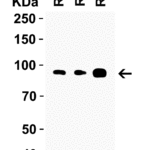 <strong>Figure 4 WB Validation in Rat Tissues </strong><br>Loading: 15 μg of rat tissue lysates Antibodies:  TRIM28 2521, 1 μg/mL , 1 h incubation at RT in 5% NFDM/TBST. Secondary: Goat anti-rabbit IgG HRP conjugate at 1:10000 dilution.