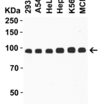 <strong>Figure 2 WB Validation  in Human Cell Lines </strong><br>Loading: 15 μg of human cell line lysatesAntibodies:  TRIM28 2521, 1 μg/mL, 1 h incubation at RT in 5% NFDM/TBST. Secondary: Goat anti-rabbit IgG HRP conjugate at 1:10000 dilution.