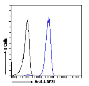UBE2I Antibody [SAIC-36A-9], Rabbit IgG