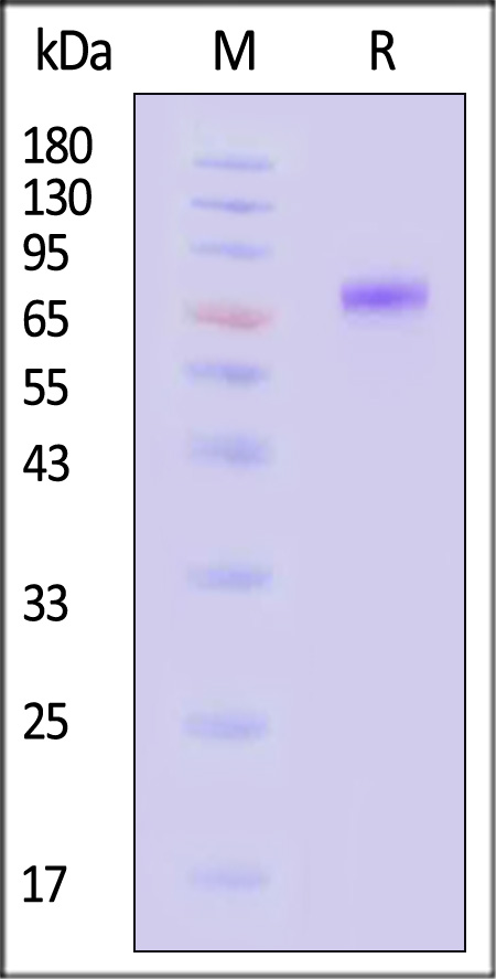 Influenza A virus Neuraminidase Recombinant Protein