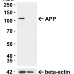 <strong>Figure 1. APP KO Validation in 293T Cells</strong><br>Loading: 10 μg of lysate Antibodies: APP 2133, 0.5 μg/mL and beta-actin 3779-1301, 1μg/mL, 1 h incubation at RT in 5% NFDM/TBST. Secondary: Goat Anti-Rabbit IgG HRP conjugate at 1:10000 dilution.