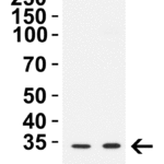 <strong>Figure 1 WB Validation in Human Cell Lines</strong><br>Loading: 15 μg of lysate.  Antibodies:  CCDC69 5691, 1 μg/mL , 1 h incubation at RT in 8% NFDM/TBST.  Secondary: Goat Anti-Rabbit IgG HRP conjugate at 1:10,000 dilution.