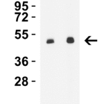 <strong>WB Validation in Mouse Brain</strong><br>Loading: 10 μg of lysate per lane.Antibodies: Steap1 4305, 1 h incubation at RT in 5% NFDM/TBST. Secondary: Goat anti-rabbit IgG HRP conjugate at 1:10000 dilution.Exposure: 30 secLane 1: 0.5 μg/mLLane 2: 1 μg/mL