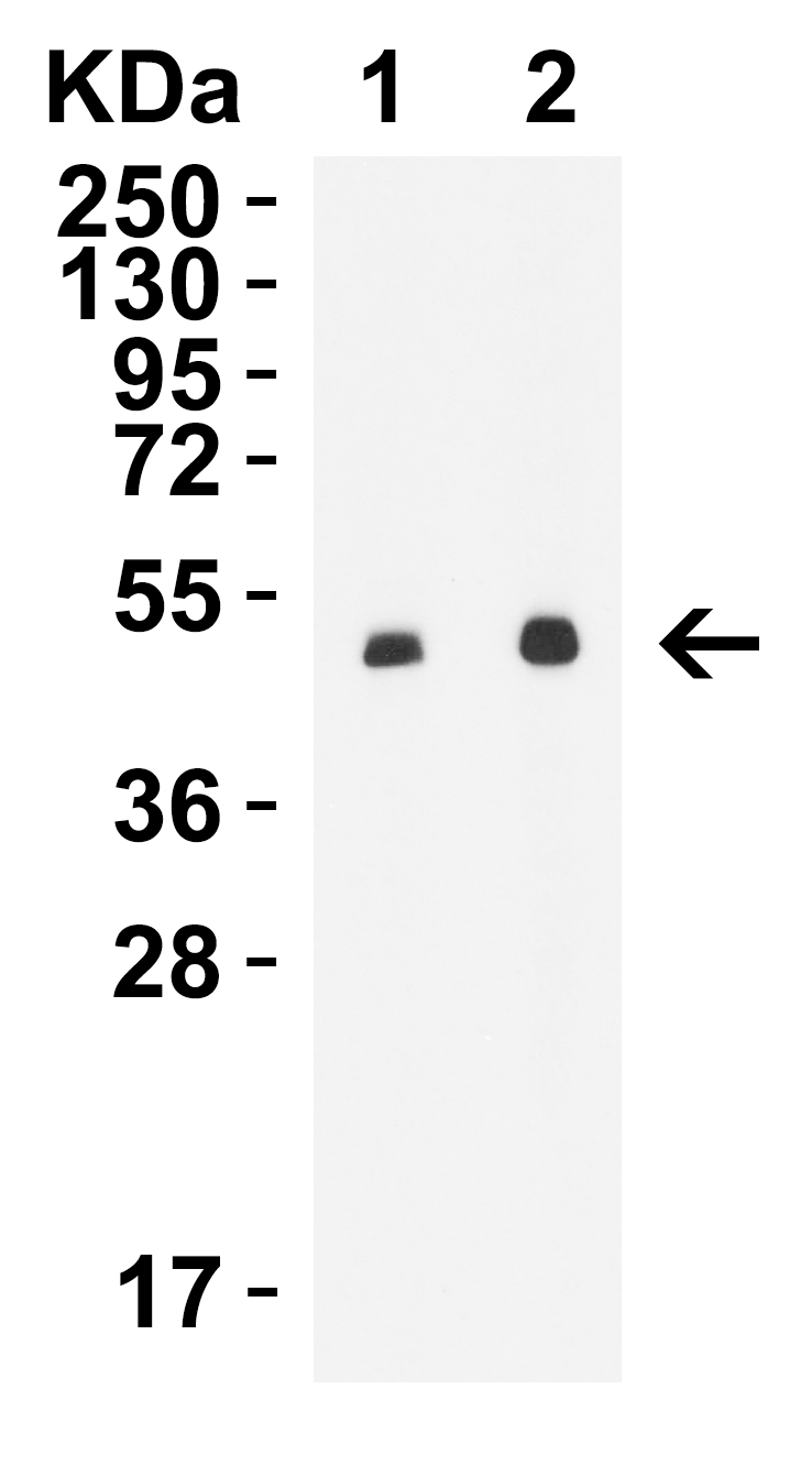 STEAP1 Antibody