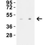 <strong> WB Validation in Rat Brain</strong><br>Loading: 10 μg of lysate per lane.Antibodies: Steap1 4305, 1 h incubation at RT in 5% NFDM/TBST. Secondary: Goat anti-rabbit IgG HRP conjugate at 1:10000 dilution.Exposure: 30 secLane 1: 0.5 μg/mLLane 2: 1 μg/mL