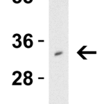 <strong>Figure 1 Western Blot Validation in Human Spleen</strong><br>Loading: 15 μg of lysate.Antibodies: TMIGD2, 7617 1 μg /mL, 1h incubation at RT in 5% NFDM/TBST.Secondary: Goat anti-rabbit IgG HRP conjugate at 1:10000 dilution.