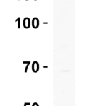 <strong>WB Validation  in Human MCF -7 Cells</strong><br>Loading: 15 μg of human tissue lysate Antibodies: UHRF1BP1, 6459, 2 μg/mL , 1 h incubation at RT in 5% NFDM/TBST.Secondary: Goat Anti-Rabbit IgG HRP conjugate at 1:10000 dilution.Exposure: 1 min