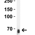 <strong>Figure 1 Western Blot Validation in Human Liver </strong><br>Loading: 10 µg of lysates per lane.Antibodies: Albumin, 5159, 1 μg/mL, 1h incubation at RT in 5% NFDM/TBST.Secondary: Goat anti- chicken IgY HRP conjugate at 1:10000 dilution.
