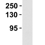 <strong>Figure 2 Western Blot Validation in Mouse Liver </strong><br>Loading: 10 µg of lysates per lane.Antibodies: Albumin, 5159, 1 μg/mL, 1h incubation at RT in 5% NFDM/TBST.Secondary: Goat anti- chicken IgY HRP conjugate at 1:10000 dilution.