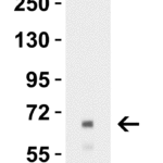 <strong>Figure 3 Western Blot Validation in Rat Liver </strong><br>Loading: 10 µg of lysates per lane.Antibodies: Albumin, 5159, 1 μg/mL, 1h incubation at RT in 5% NFDM/TBST.Secondary: Goat anti- chicken IgY HRP conjugate at 1:10000 dilution.