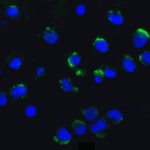 <strong>Figure 5 Immunofluorescence Validation of AMBRA1 in K562 Cells</strong><br>Immunofluorescent analysis of 4% paraformaldehyde-fixed K562 Cells labeling AMBRA1 with 4555 at 20 μg/mL, followed by goat anti-rabbit IgG secondary antibody at 1/500 dilution (red) DAPI staining (blue).