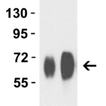 <strong>Figure 1 Western Blot Validation with H7N9 NA Protein </strong><br>  Loading: 50ng (Lane 1) and 100ng (Lane 2) H7N9 Neuraminidase recombinant protein.  Antibodies: H7N9 NA antibody, 7827,  1 μg/mL,  1h incubation at RT in 5% NFDM/TBST.   Secondary: Goat anti-rabbit IgG HRP conjugate at 1:10,000 dilution.