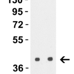 <strong>Figure 1 Western Blot Validation with H5N1 HA Protein </strong><br>  Loading: 30 ng H5N1 Hemagglutinin recombinant protein (Cat. No. 95-101).  Antibodies: Avian Influenza H5N1 HA antibody, 3909, 1h incubation at RT in 5% NFDM/TBST.   Secondary: Rabbit anti-goat IgG HRP conjugate at 1:10,000 dilution. Lane 1: 0.5 μg/mL; Lane 2: 1 μg/mL